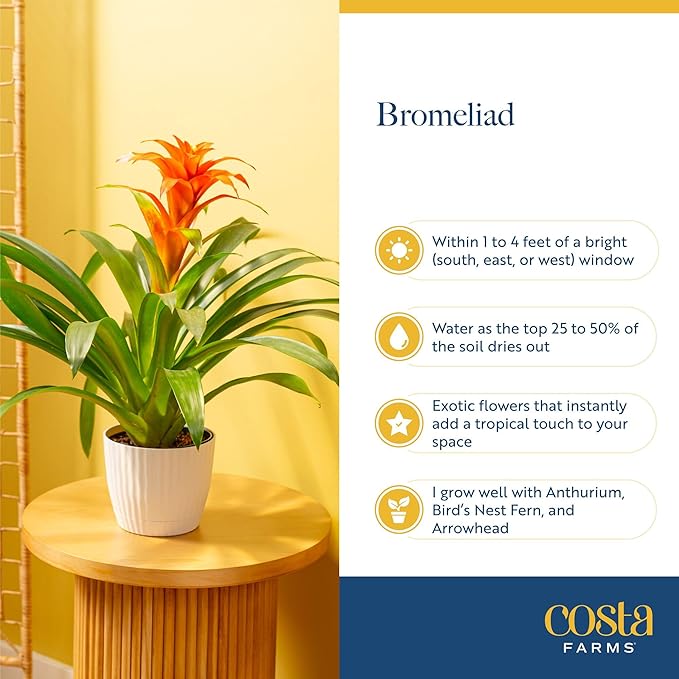 Costa Farms Bromeliad Live Plant in Decorative Pot, Flowering Indoor Houseplant, Perfect for Home, Room, or Office Decor, Great House Warming or Birthday Gift, 16-20 Inches Tall