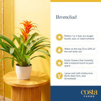 Costa Farms Bromeliad Live Plant in Decorative Pot, Flowering Indoor Houseplant, Perfect for Home, Room, or Office Decor, Great House Warming or Birthday Gift, 16-20 Inches Tall