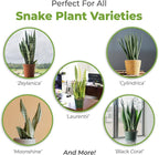 Perfect Plants Organic Snake Plant Soil in 4qt. Bag | Coco Coir Based Potting Mix Snake Plant Varieties