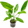 SubstrateSource Live Plants – Anubias Hastifolia (Anubias hastifolia) – Low to Moderate Light, Medium to Dark Green Arrow-Shaped Leaves, Midground to Background Tank Placement - Pot, 3 Pack