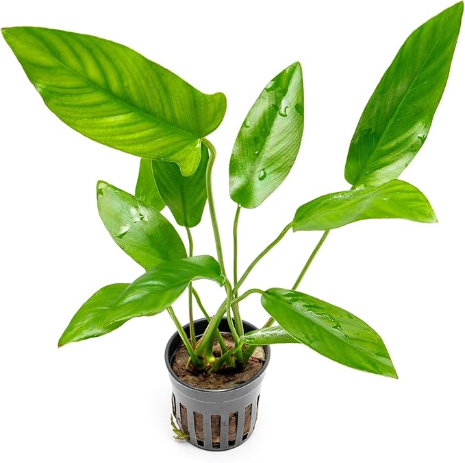 SubstrateSource Live Plants – Anubias Hastifolia (Anubias hastifolia) – Low to Moderate Light, Medium to Dark Green Arrow-Shaped Leaves, Midground to Background Tank Placement - Pot, 3 Pack