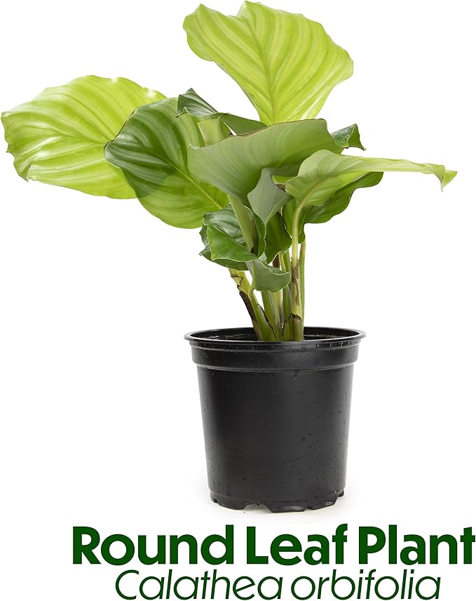 Calathea Plant Live Prayer Plant Live Indoor Plant, Calathea Live Plant Live House Plant Live Plants Indoor, Live Houseplants Live Prayer Plants Live House Plants by Plants for Pets, Black