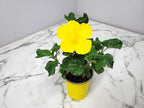 Tropical Plants of Florida - Yellow Hibiscus Bush Dwarf - 10" to 12" Overall Height - 1 Gallon Planter