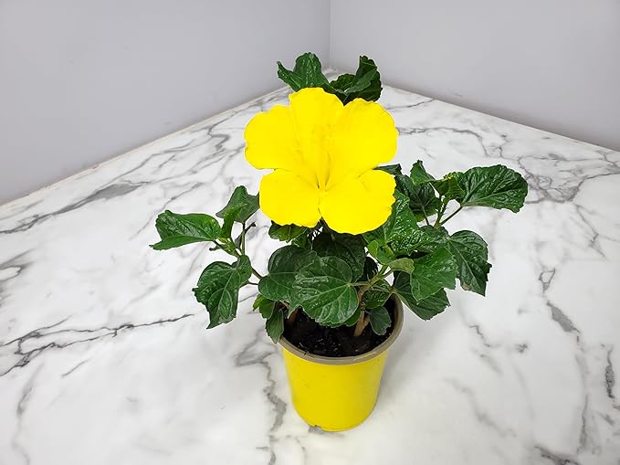Tropical Plants of Florida - Yellow Hibiscus Bush Dwarf - 10" to 12" Overall Height - 1 Gallon Planter