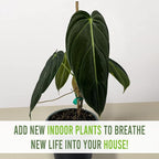 LEAL PLANTS ECUADOR Philodendron Melanochrysum|Exotic Indoor Houseplant for Living Room | Live Philodendron Plant |Beautiful Dark Melanochrysum for Home Decor