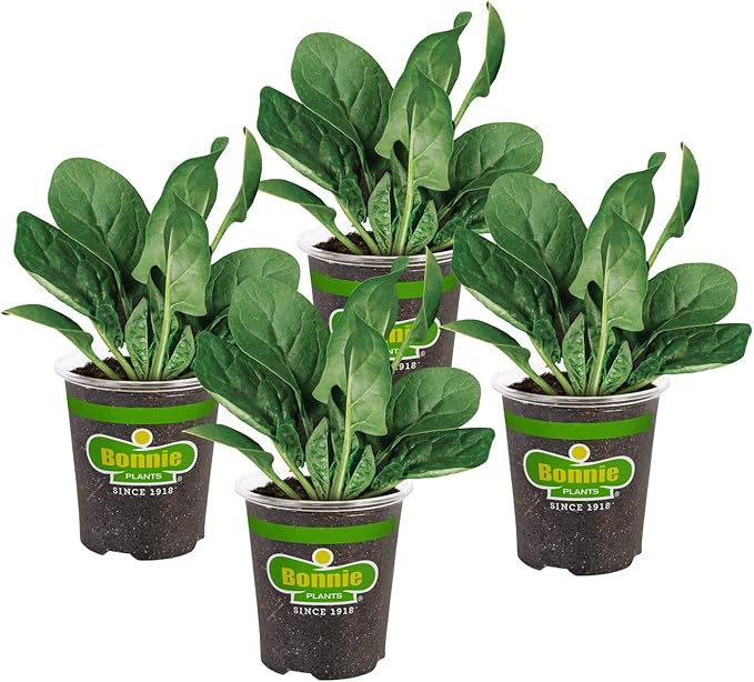 Bonnie Plants Bonnie's Spinach 19.3 oz. 4-pack