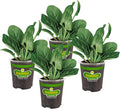 Bonnie Plants Bonnie's Spinach 19.3 oz. 4-pack