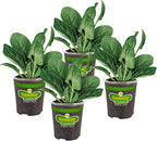 Bonnie Plants Bonnie's Spinach 19.3 oz. 4-pack
