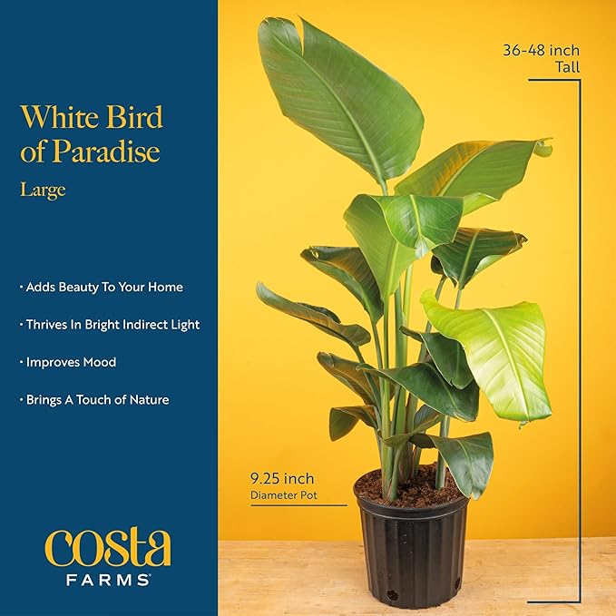 Costa Farms White Bird of Paradise & Money Tree Live Plants in Decorative Pots, Large Indoor Houseplants, Home, Room, or Office Decor, House Warming or Birthday Gift, 3-4 Feet, Pack of 2
