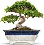 Ceramic Bonsai Tree Pots - 13.2 Inch Succulent Pots with Drainage Hole, Large Succulent Planters for Indoor Outdoor Plants, Shallow Bonsai Planter, House Decor, Gardening Gift, Oval Beige-Blue