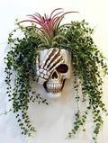 Resin Air Plant Holders,Tilandsia Container,Gothic Skeleton Planter,Halloween Plant Pot,Tillandsia Pot, Skull Table Top Display Planters for Air Plants and Other Mini Plants (White No.3, 7*5*3.2'')