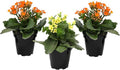 Florist Kalanchoe Live Succulent Plants (3 Pack), Flowering Flaming Katy Succulents, Easy Plant Care, Approx. 7 in. Tall, Drought-Tolerant Indoor Houseplants in 3.5 in Pots