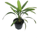 Lady Palm - 3 Live Plants in 4 Inch Growers Pots - Rhapis Excelsa - Beautiful Clean Air Indoor Outdoor Houseplant