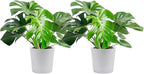 Costa Farms Monstera, Swiss Cheese Plant Live Plants in Decorative Pot,Large Indoor Houseplant, Perfect for Home, Room, or Office Decor, Great House Warming or Birthday Gift, 2-3 Feet Tall, Pack of 2