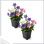 Live Balloon Flower Platycodon 2-Pack – Blue and White Assorted – Summer Blooming Perennial, Sun Garden Plant, 10” Tall, 1 Qt Pot