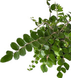 Button Fern, Live Indoor Plant, Pet-Friendly, Easy Care and Easy to Grow Houseplant, Air Purifying Plant, 4 inch Pot - Hopewind Plants Shop
