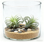 2 Pack Artificial Air Plants, Realistic Looking Faux Tillandsia Succulents for Home Decor, Indoor Outdoor Garden, Terrarium, Office Desk, Wedding Displays (Flocking)