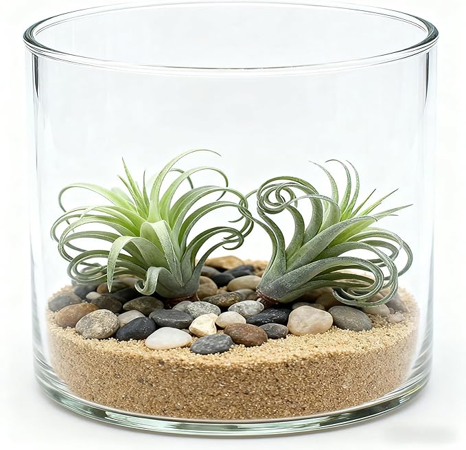 2 Pack Artificial Air Plants, Realistic Looking Faux Tillandsia Succulents for Home Decor, Indoor Outdoor Garden, Terrarium, Office Desk, Wedding Displays (Flocking)
