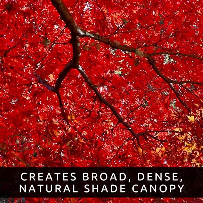 50+ Red Maple Seeds for Planting Outdoors - Heirloom Maple Tree Seeds (Acer rubrum)