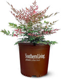 Perfect Plants Nandina Obsession from Southern Living | 1 Gallon Pot | Bright red and Green, Multi-Colored Foliage | Compact Shrub, thrives in Grow Zones 6-9