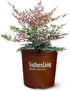 Perfect Plants Nandina Obsession from Southern Living | 1 Gallon Pot | Bright red and Green, Multi-Colored Foliage | Compact Shrub, thrives in Grow Zones 6-9
