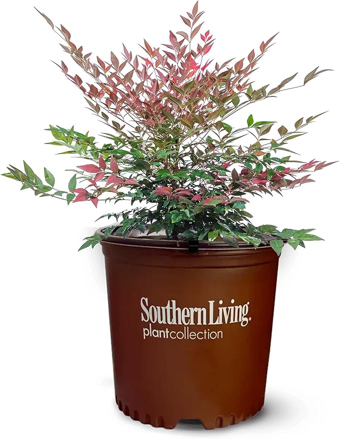 Perfect Plants Nandina Obsession from Southern Living | 1 Gallon Pot | Bright red and Green, Multi-Colored Foliage | Compact Shrub, thrives in Grow Zones 6-9