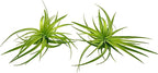 Live Air Plants - Tillandsia Geminiflora 3-6" - 2ct – ragnaroc Live Indoor Plant - Live Arrival Guaranteed - House Plants for Home Decor & Gift
