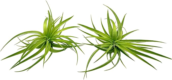 Live Air Plants - Tillandsia Geminiflora 3-6" - 2ct – ragnaroc Live Indoor Plant - Live Arrival Guaranteed - House Plants for Home Decor & Gift
