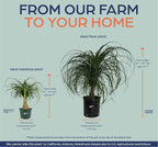 Nature's Way Farms Ponytail Palm (Beaucarnea Recurvata) Large Ponytail Palm Tree, Live Indoor Plant, in Growers Pot