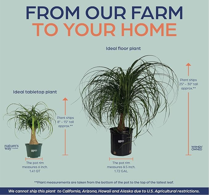Nature's Way Farms Ponytail Palm (Beaucarnea Recurvata) Large Ponytail Palm Tree, Live Indoor Plant, in Growers Pot