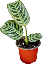 PLANTVERS Live Calathea Burle Marx in a 2" Nursery Pot - Indoor Houseplants - Low Light Office Plant - Air Purifier Plant