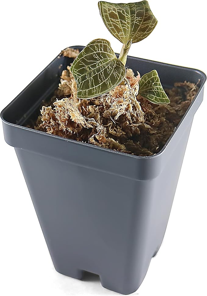Macodes Petola (Jewel Orchid), Dense Lighting Bolt Patten (Gold Veins), Potted