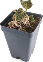 Macodes Petola (Jewel Orchid), Dense Lighting Bolt Patten (Gold Veins), Potted