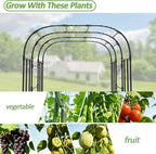 Garden Arch Trellis - 69"L*71"W*87"H, Rust-Proof Grape Trellis with Thickened Steel Pipe, Garden Arch Trellis for Climbing Plants Outdoor, Tunnel Trellis for Cucumber, pumpkin,Squash, Melon