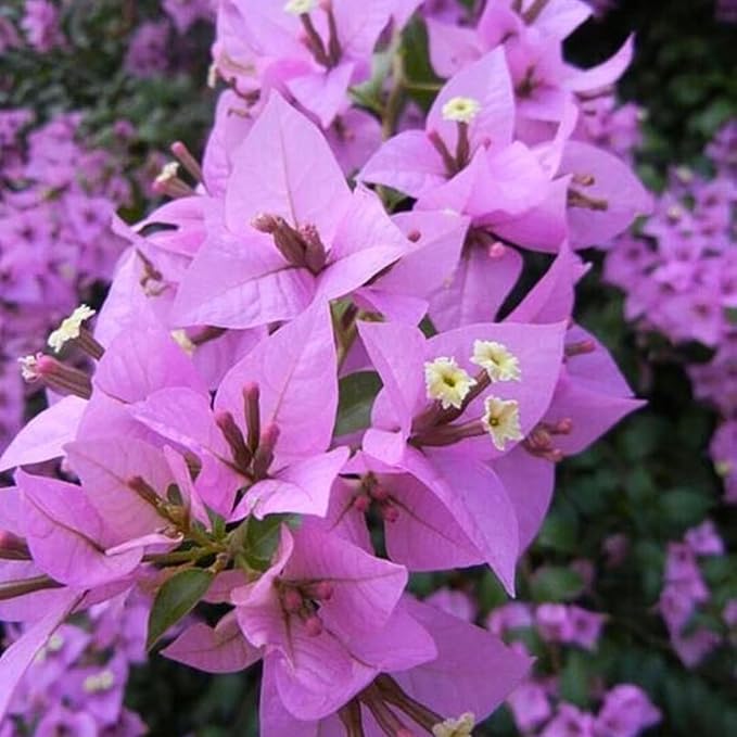 2 Bougainvillea Live Plants, Tropical Bougainvillea Flowering Vine, Fast Growing Outdoor and Container Plant, 4-8'' Tall (Lilac Purple Blooms)
