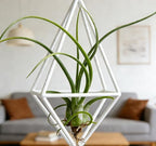 Live Tillandsia Air Plant Cqput-Medusae Easy Care Air Plants Live, Houseplants for Indoor & Outdoor Home Garden Décor, Wall & Terrarium Display