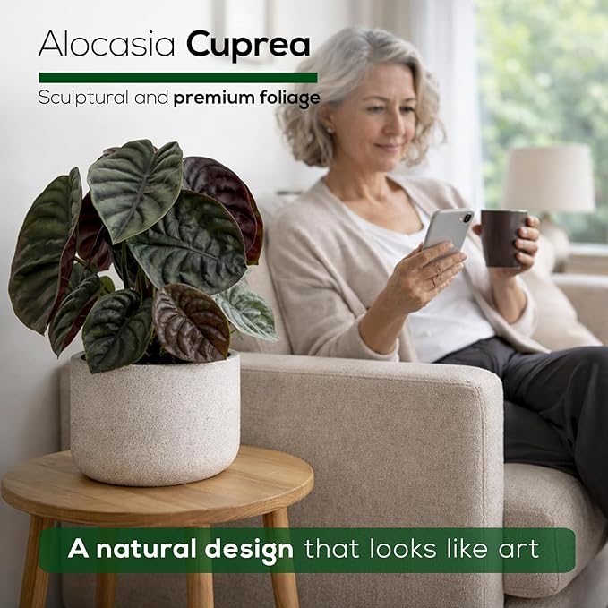 Alocasia Cuprea (4 Pack) Live Plant, Rare Indoor Alocasia, Metallic Leaf Elephant Ear, Tropical Houseplant Live, Starter Size Alocasia Plant, Exotic Foliage Houseplant for Home Decor Indoor Growing