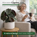 Alocasia Cuprea (4 Pack) Live Plant, Rare Indoor Alocasia, Metallic Leaf Elephant Ear, Tropical Houseplant Live, Starter Size Alocasia Plant, Exotic Foliage Houseplant for Home Decor Indoor Growing