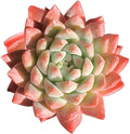 FWPP Succulents Plants Live Echeveria Beauty,Mini Succulents Red 3 inches Mini Succulents,Bare Root Without Pot,Succulent Plant Live Decoration Plant Gifts