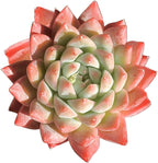 FWPP Succulents Plants Live Echeveria Beauty,Mini Succulents Red 3 inches Mini Succulents,Bare Root Without Pot,Succulent Plant Live Decoration Plant Gifts