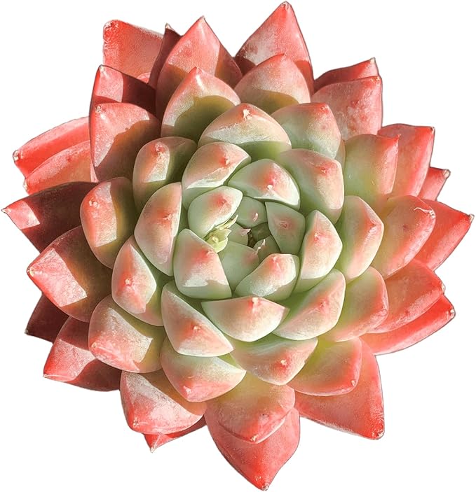 FWPP Succulents Plants Live Echeveria Beauty,Mini Succulents Red 3 inches Mini Succulents,Bare Root Without Pot,Succulent Plant Live Decoration Plant Gifts