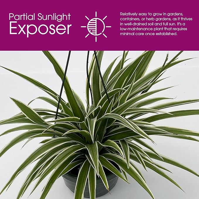 Live Variegated Ocean Spider Plant in Basket - Chlorophytum Comosum Plant for Home, Garden & Office Decor - Easy to Grow Air Purifying Houseplant Striped Foliage - Easy to Care (1)