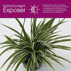 Live Variegated Ocean Spider Plant in Basket - Chlorophytum Comosum Plant for Home, Garden & Office Decor - Easy to Grow Air Purifying Houseplant Striped Foliage - Easy to Care (1)