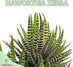 BubbleBlooms Zebra Haworthia, 4 inch Pot Haworthiopsis attenuata