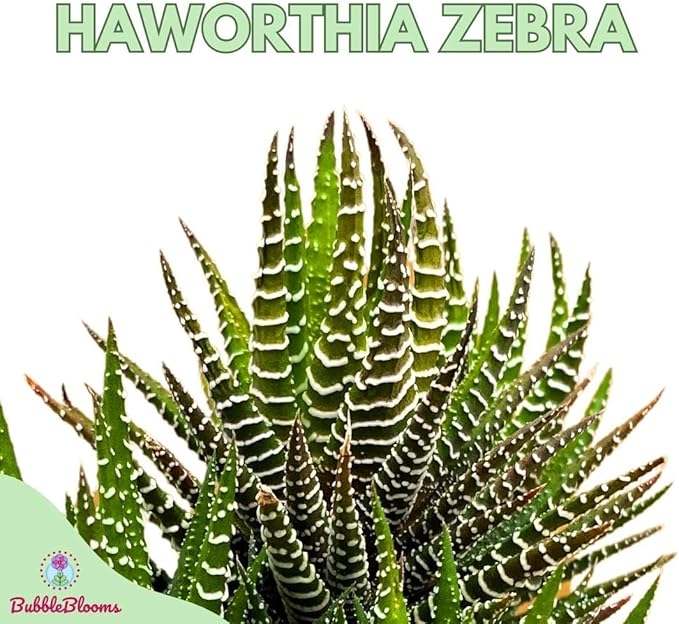 BubbleBlooms Zebra Haworthia, 4 inch Pot Haworthiopsis attenuata