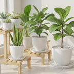 TRUEDAYS 20 Pack White Plant Saucers – 4 Sizes (6"/8"/10"/12") Plastic Flower Pot Trays for Indoor & Outdoor Plants, Drip Trays to Protect Floors & Surfaces