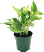 Live Pothos Plant - Epipremnum aureus ‘Marble Queen Pothos’ - ragnaroc Tropical Plant 5-8” Tall - 1ct Live Arrival Guaranteed - Low Maintenance House Plants for Home Decor & Gift