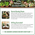 Coffee Plant - 2 Live Starter Plants - Coffea Arabica - Beautiful Easy Care Indoor Houseplant for The Edible Patio and Garden