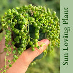 3" String of Pearls Plant Live, Succulent Plants Live in Hanging Basket, Rare Houseplant for Home Office Wedding & Gift Decor (Heat Pack Included)