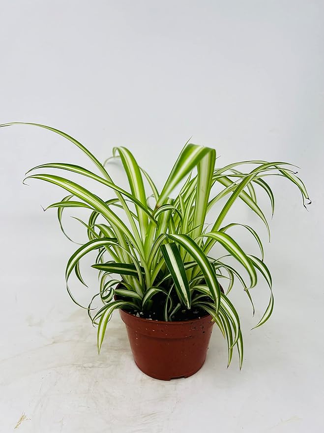 Ocean Spider Plant - Easy to Grow -4" Pot Cleans The Air